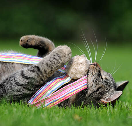 themenwelt bubblenavi katzenspielzeug 460x440